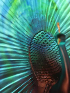 Parade du paon daum par madeleine van der knoop