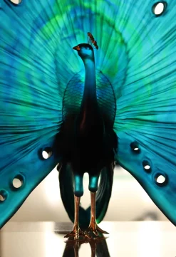 Parade du paon daum par madeleine van der knoop