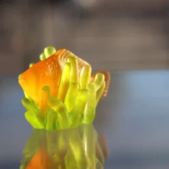 Poisson ambre § anemone pm daum