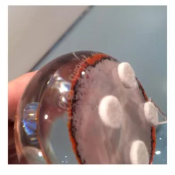 Presse-papier cristal gilles gicquel