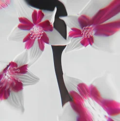 Presse-papier fleurs de cerisier saint-louis