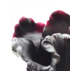 Vase tulipe noir appaloosa daum